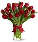 Red tulips